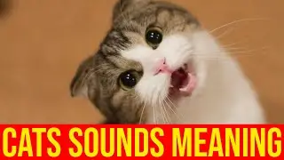 7 Sounds Cats Make And What They Mean/All Cats