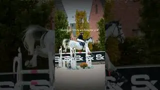 geldings VS. mares /CREDITS: @francky_papelard ||  #equestrian  #horse #shorts