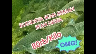 Budidaya Ikan Semah #ikansemah #ikandewa