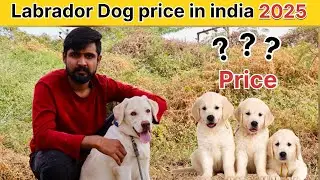 Labrador retriever price in india 2025 | Labrador dog price in india | Labrador price | Labrador