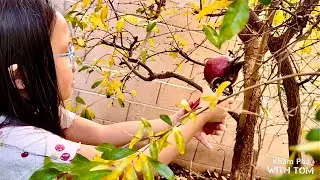 Khám Phá Vườn Nhà Tom Phần 2