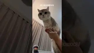 #cat #mochicat #catlover #pets #momocat #kitten #cute #kucing