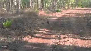 Small Alien Running Up a Dirt Road in Humpty Doo
