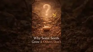 THE SEED'S SECRET | Parable of The Sower #shorts #bibleshorts