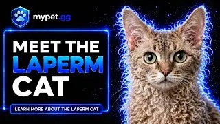 LaPerm Cat: Everything You Need to Know