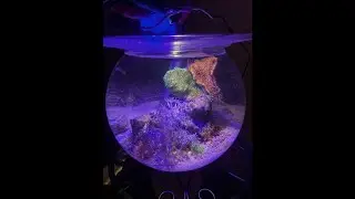 Pico Reef Bowl   Adding Coral - Spicy Reef 77