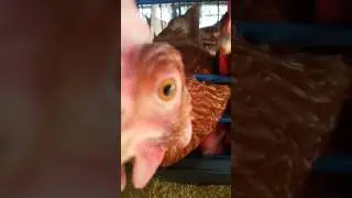 #bullet #chicken