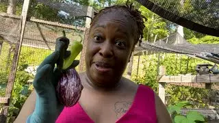Summer Container Garden Tour | 2025 Heat Wave