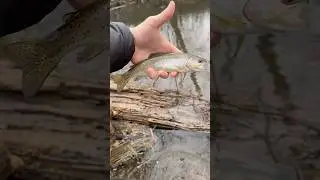 Rainbow Trout on the Fly! #flyfishing #fishing #troutfishing #winterfishing #rainbowtrout