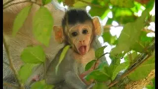 Little Newborn Tree rat Looks so adorable