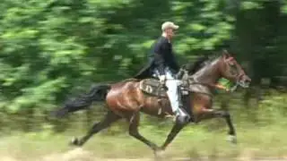 Annie 02 - Single Footer Horse - Closeup