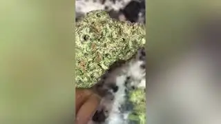 Cake mintz strain ( Free YSL )
