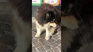 Собака #vlog #vlogs #videos #blogger #video #shorts #shortvideo #viral #viralvideo #YouTube #собаки