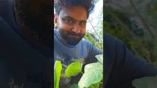 പുതിയ ഭടൻമാർ.....#shorts #farming #vegetables #malayalam #beans