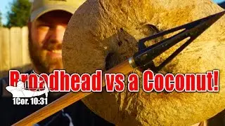 Broadhead vs Coconut - Will it stop a 3 blade bradhead? #BrokenArrow #tradlife
