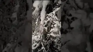 Первый снег #respect#nature