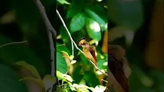 The Colorful Royal Flycatcher #animalshorts