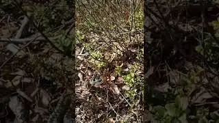R&auml;stik (Vipera berus; Common European viper)... Eesti elurikkus
