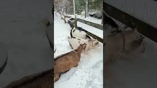 На ферме выпал небольшой снег!! ❄️☃️