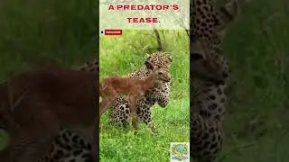 The Leopard&rsquo;s Ruthless Game &ndash; Playing Before the Kill | #PredatorVsPrey #WildHunt #NatureUnfiltered