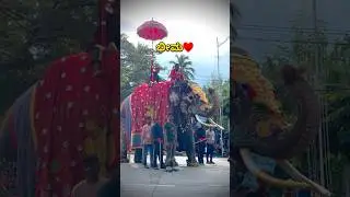 ಭೀಮ &hearts;️ Fans of Bheema elephant #dasaraelephants #dasara2024 #mysore #shorts #bheema