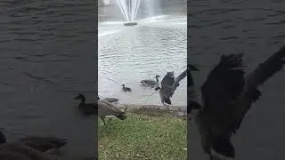 Canadian goose flying into the lake in slow motion.