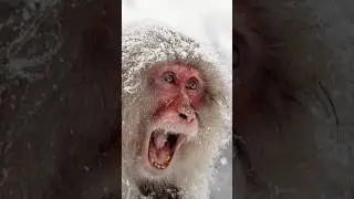 Winter in Japan
