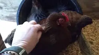 My most mellow (and unreliable) chicken