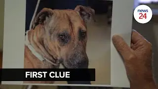 WATCH | CCTV footage leads authorities to first clue in 'serial cat killer' case