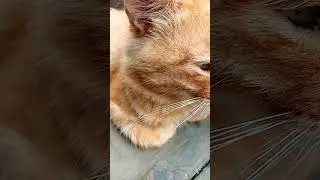 МАРСИК НА УЛИЦЕ 😘💓 Музыка Автора @simb