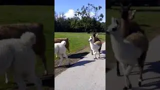 Lamas in Deutschland / &Ouml;sterreich: Besuch auf dem Lama-Hof [#shorts ]