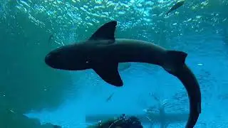 仙台うみの杜水族館　仙台海之杜水族館　沒有看到海豚表演很遺憾