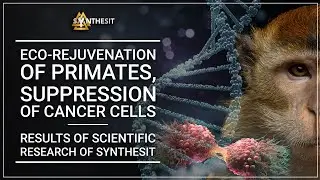 Synthesit works as a cure for aging. Safe researches on primates & on the cancer cells suppression