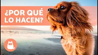 8 COMPORTAMIENTOS EXTRAÑOS de los PERROS explicados 🐶
