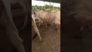 CHOLISTANI BREED SEMEN AVAILABLE AT PITAFI LIVESTOCK FARM MIR PUR MATHELO GHOTKI 03464092365