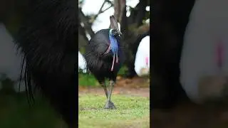 Northern cassowary #cassowary #dinosaur #beautifulbirds #birds #birdswatching #australia
