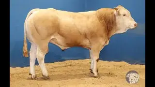 SR333 - UFAC - DVF-F1