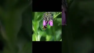 Bees Are Disappearing &ndash; And Humanity Is Next