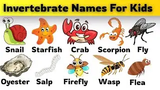 Learn Invertebrate Names in English | Fun Animal Vocabulary for Kids