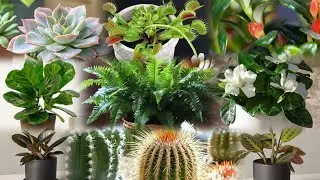 😨 Keep these House plants away from your bedroom☝️
