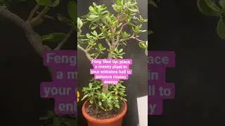 Feng shui money plants #fengshui #fengshuiplants #moneyplant #fengshuishorts #fengshuiexpertlondon