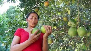 Find Natural Green Oranges for Eating delicious - Food My Village Ep 26