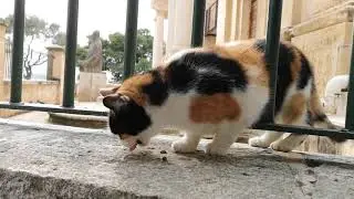 Malta 2018 gefleckt