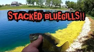 Bluegills Were STACKED In the Shade Pocket!! (Summer Bluegill Fishing)