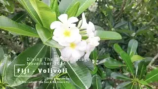 Diving The Bligh Waters at Volivoli Fiji 2024