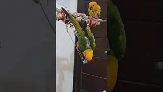 BAT FEELING #parrot #birds #sunconure #pets