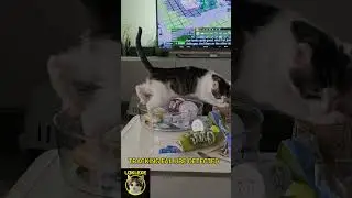 System Cat Log #005: Loki.exe &ndash; Snack Rotation Protocol Failed