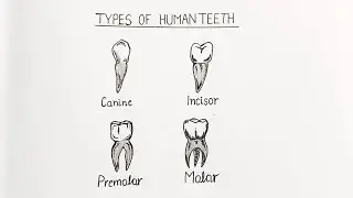 Teeth drawing | teeth diagram | type of teeth drawing | diagram of teeth | drawing of teeth