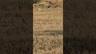 Grazing deer🦌 #urbanwildlife #deer #urbandeer