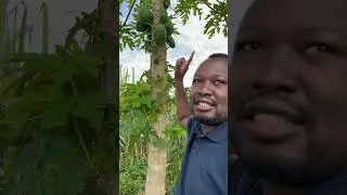 Paw paw Vs Papaya